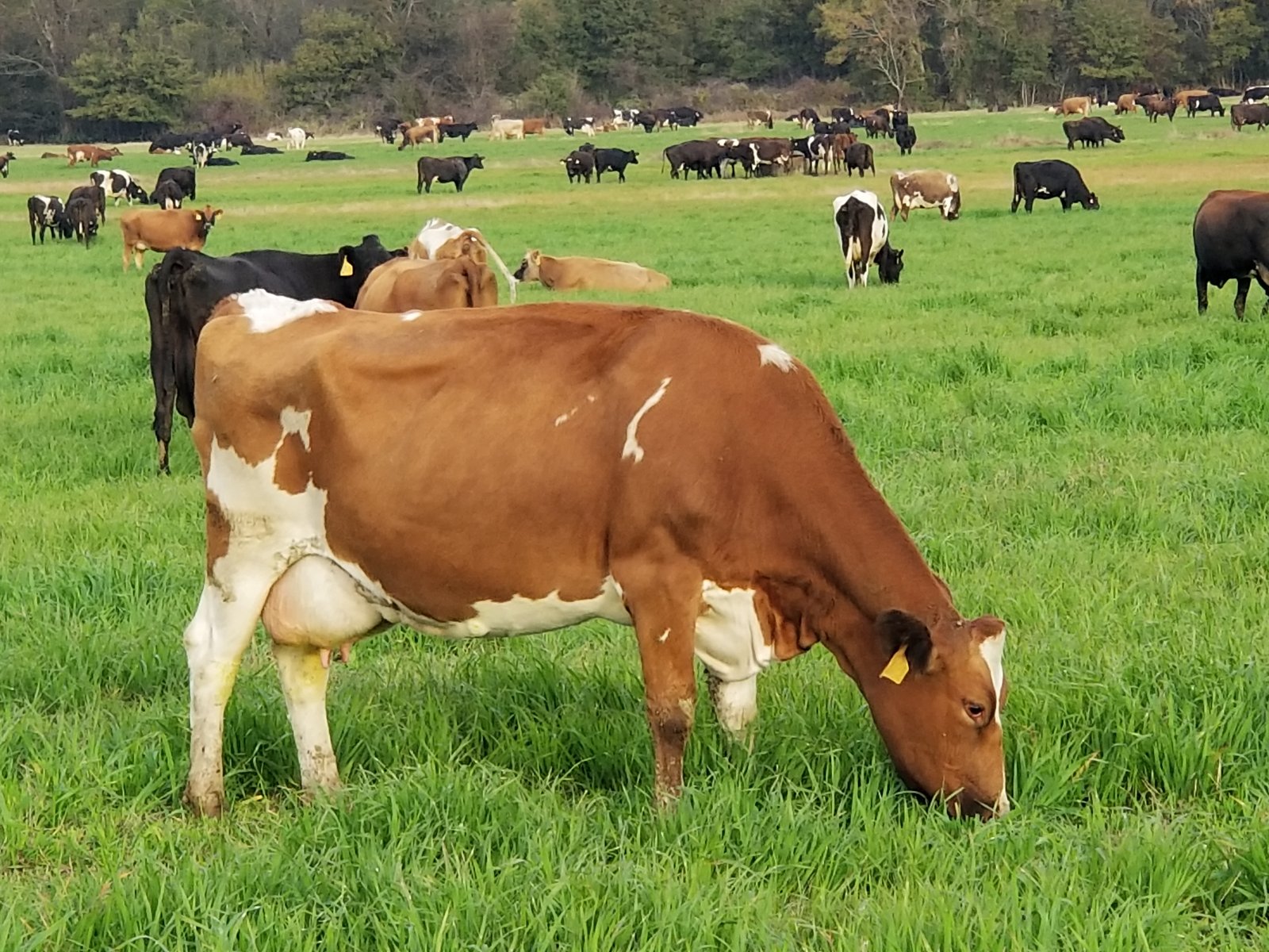 A brown cow with an ear tag grazing in the pasture on a November morning