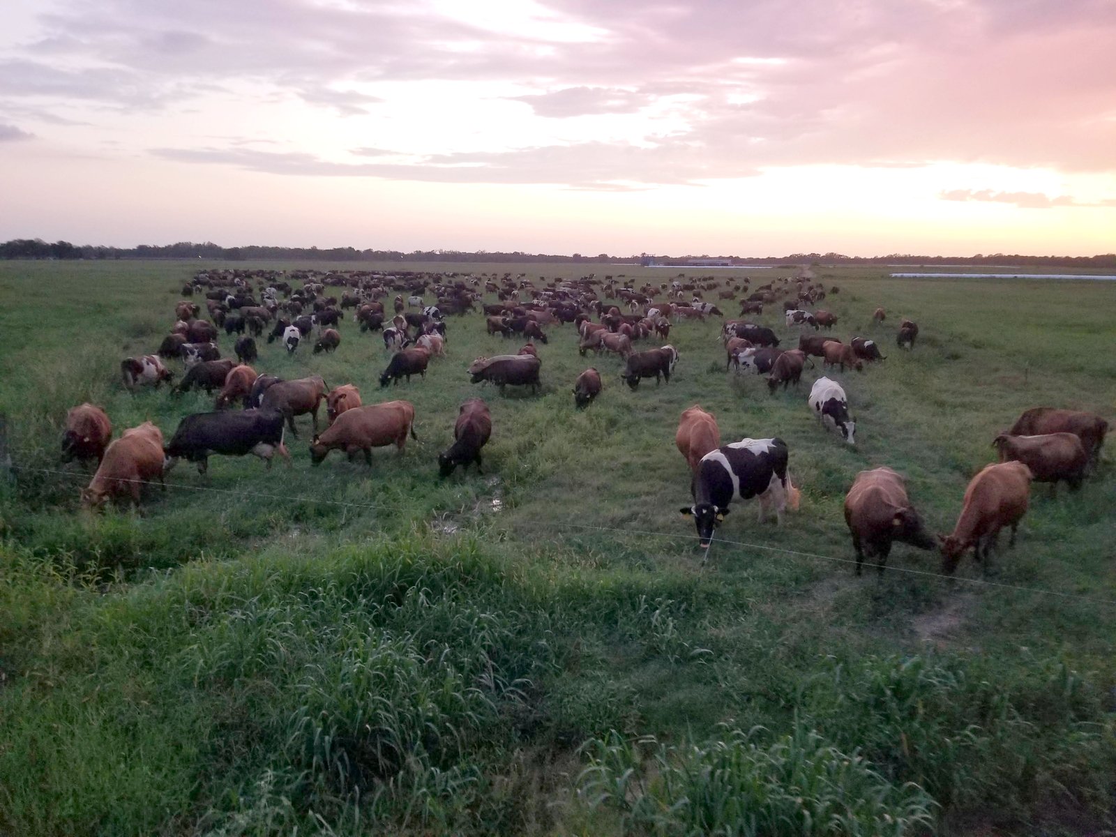 The herd grazing at dusk inside a single thin wire line that keeps them virtually contained