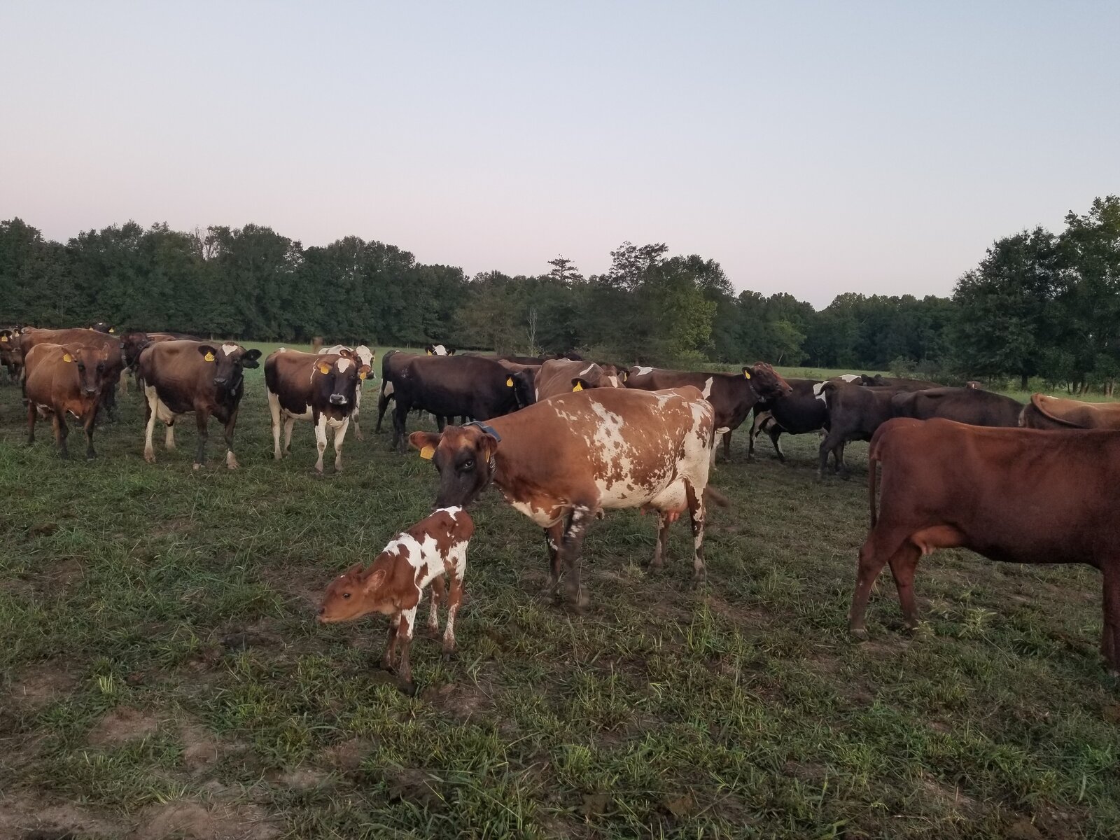 A red and white cow standing over her newborn calf in early morning pasture