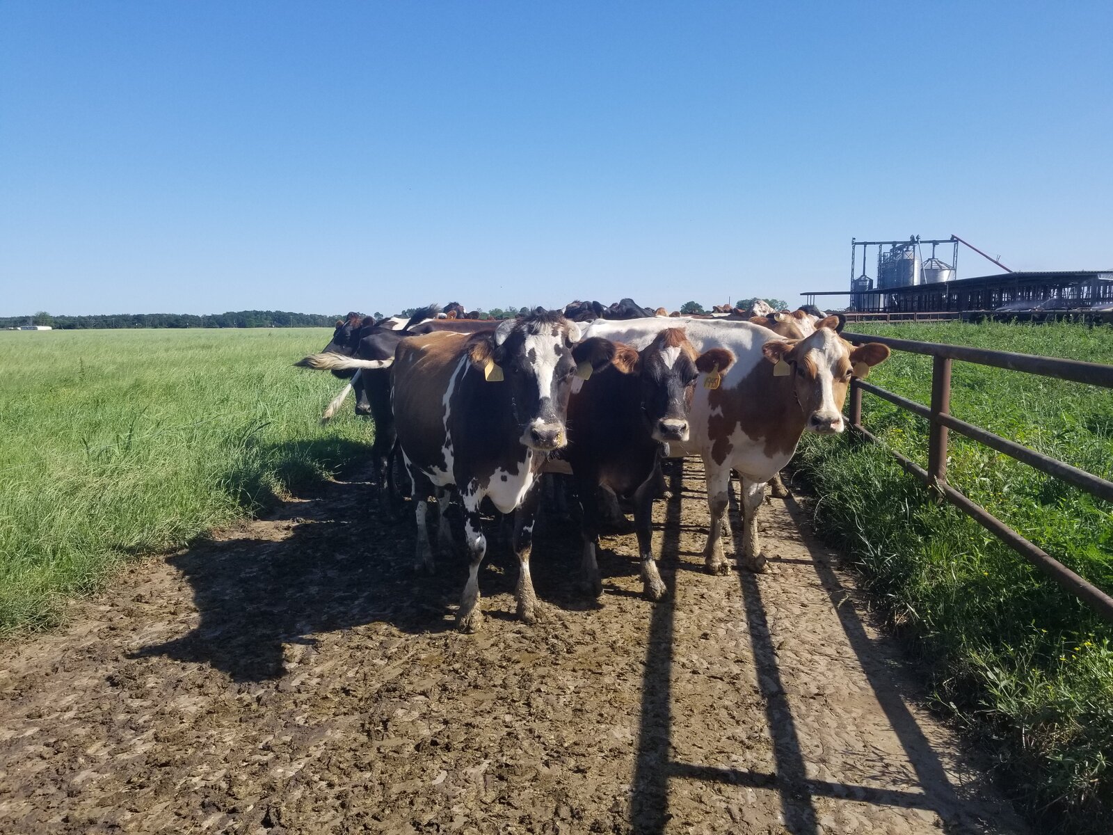 A few cows up close in the pasture