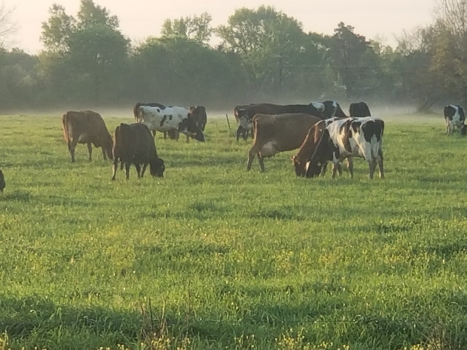 Cows grazing in a green misty pasture at dawn