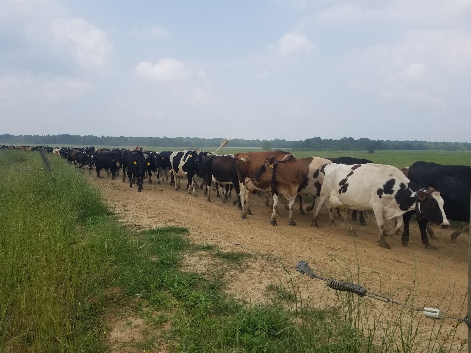 A line of cows walking back down the path toward pasture after morning milking