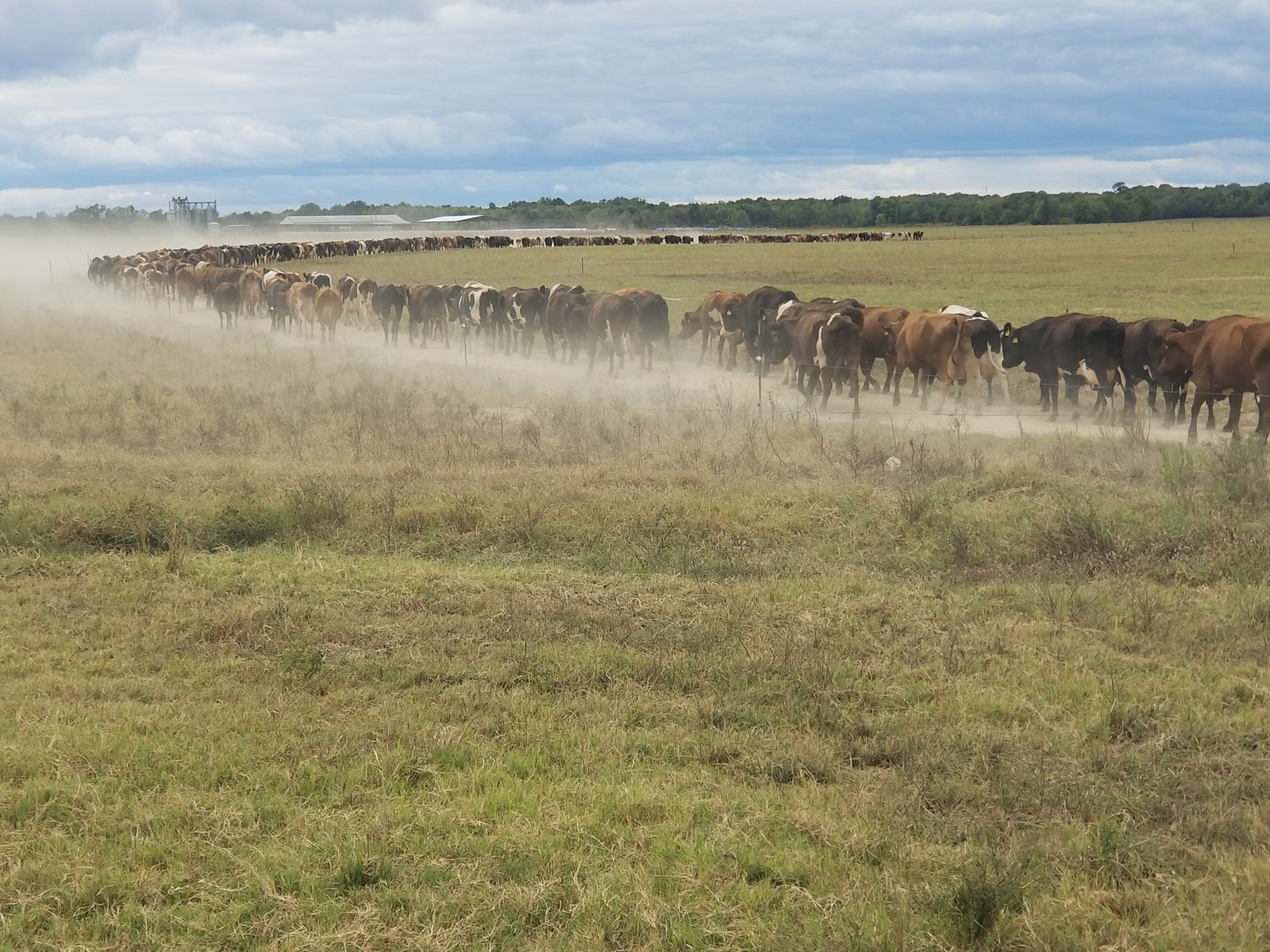 A long line of the herd streaming across the field in a cloud of dust at sunrise
