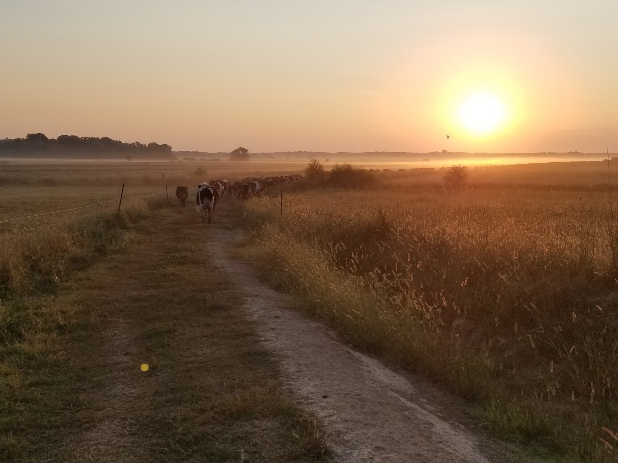Cows walking down a dusty path through pasture at sunrise