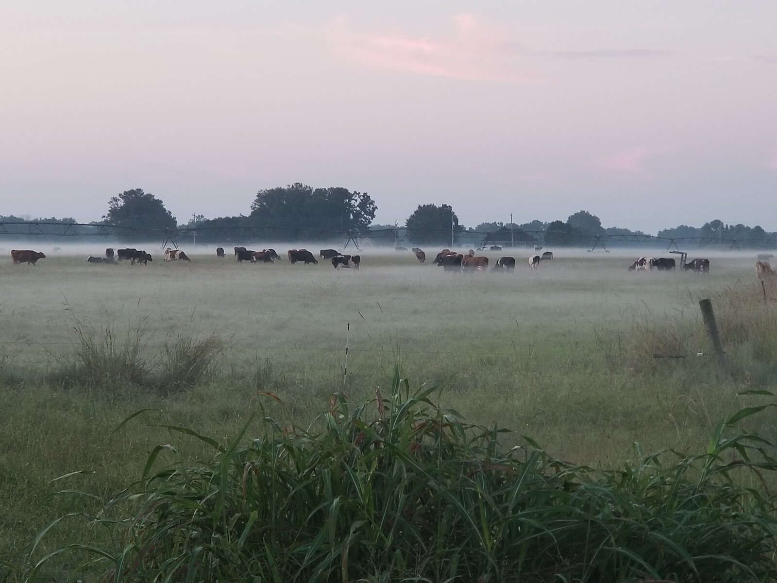 Cows in a misty pasture under pastel pink sky